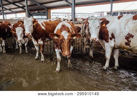 Cows Of Montbeliard Breeding In Free Livestock Stall.