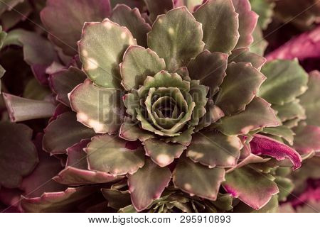 Abstraction Background Texture Secculent Sempervivum Arachnoideum Indoors