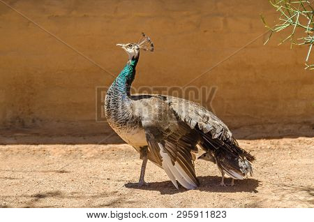 Peafowl Mother Protects Its Chick From The Sun, Providing Shadow With Its Wing In Solitair, Namibia.