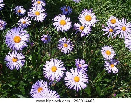 Purple Aster Novi Belgii And Dimosus. Summer Blossom Background.  Floral Background. Spring Gardenin