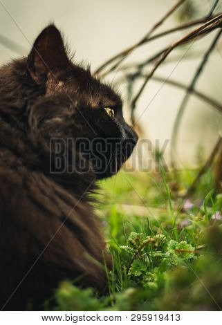 Close Up And Toned Portrait Of Tomcat (chantilly Tiffany) Laying And Nuzzling (smelling) The Grass -