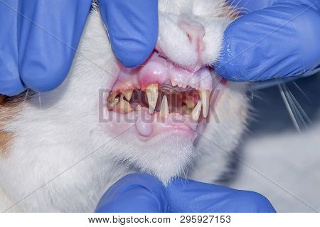 Professional Veterinarian Examining Cat's Teeth In Clinic. The Cat Has Diseased Teeth (concept Veter