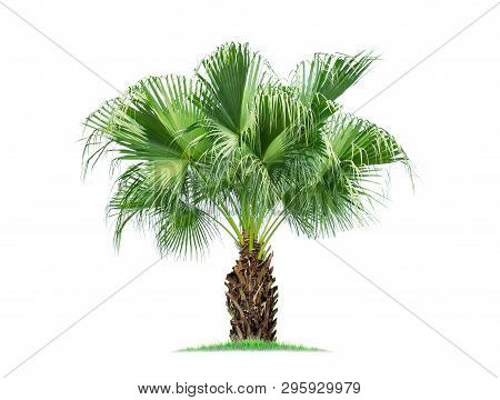 Isolated Big Palm Tree On White Background.large Palm Trees Database Botanical Garden Organization E