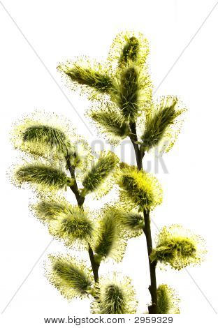 Branch Pussy-Willow