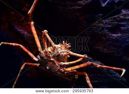 Japanese Giant Spider Crab Swimming Underwater Aquariumun On The Rock Ocean / Macrocheira Kaempferi