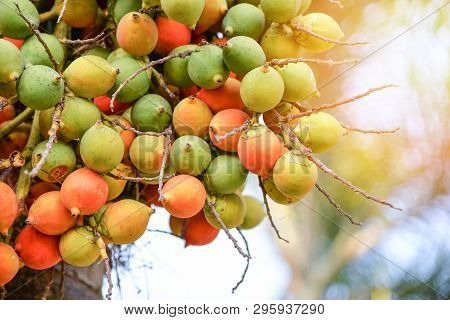 Betel Palm Fruit Or Betel Nut On Tree In The Garden