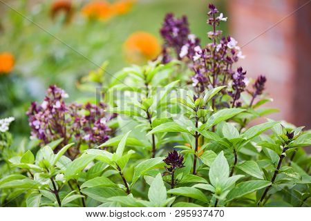 Fresh Basil Plant Tree On Nature Background / Green Leaf And Purple Basil Flower Vegetable And Herb 
