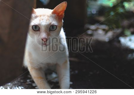 Stray​ Blue​-eye​ Cat​ Sneaking With​ Surprised​ Face​