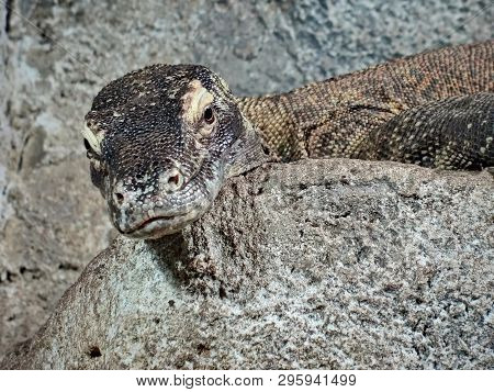 Monitor Lizards Are Large Lizards In The Genus Varanus. The Largest Modern Species Of The Genus Is K