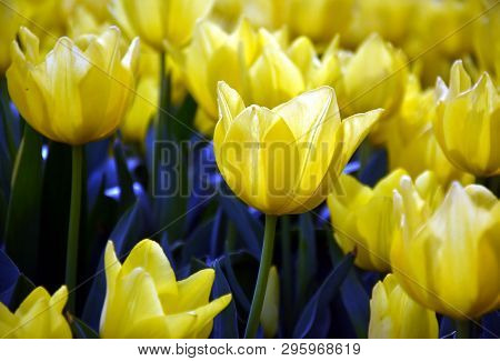 Tulip Flower. Beautiful Tulips In Tulip Field With Green Leaf Background. Group Of Yellow Tulips In 