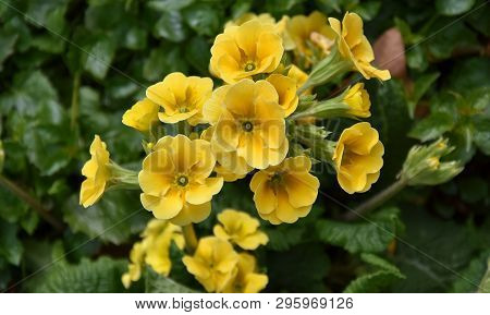 Closeup View Flower Yellow Primula. Spring Flower Ornamental Yellow Primula With Green Leafs . View 