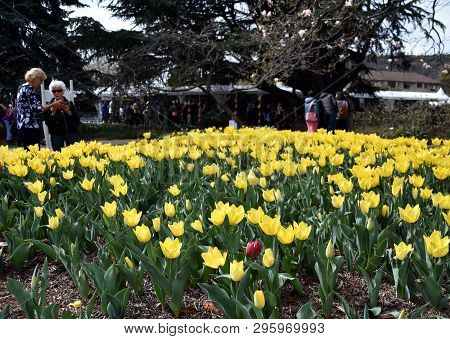 Bowral, Australia - Sept 22, 2018. People Enjoying The Festivities In The Corbett Gardens During The