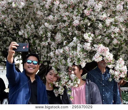 Bowral, Australia - Sept 22, 2018. People Enjoy Cherry Blossoms And Taking Selfie. Blooming Cherry B