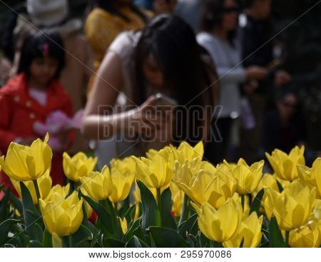 Yellow Tulips In Flowerbed. Girl Taking A Photo Of Tulips In The Background. Focus On The Flowers.