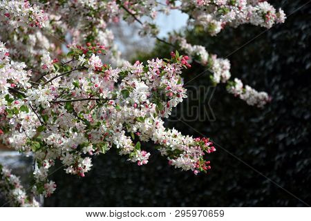 Pink White Cherry Blossom In Full Bloom. Cherry Flowers In Small Clusters On A Cherry Tree Branch. S