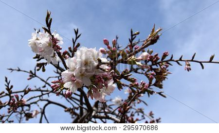 Pink White Cherry Blossom In Full Bloom. Cherry Flowers In Small Clusters On A Cherry Tree Branch. S