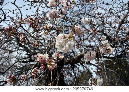 Pink White Cherry Blossom In Full Bloom. Cherry Flowers In Small Clusters On A Cherry Tree Branch. S