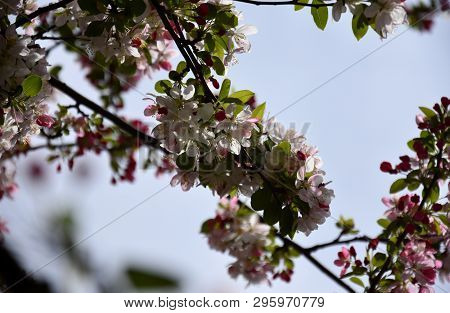 Pink White Cherry Blossom In Full Bloom. Cherry Flowers In Small Clusters On A Cherry Tree Branch. S