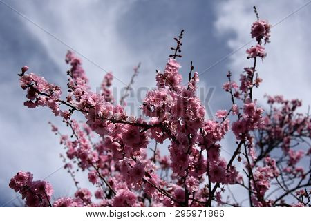 Pink Cherry Blossom In Full Bloom. Cherry Flowers In Small Clusters On A Cherry Tree Branch. Sakura 