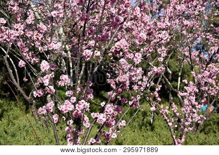 Pink Cherry Blossom In Full Bloom. Cherry Flowers In Small Clusters On A Cherry Tree Branch. Sakura 