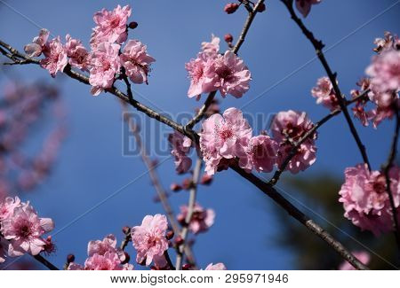 Pink Cherry Blossom In Full Bloom. Cherry Flowers In Small Clusters On A Cherry Tree Branch. Sakura 