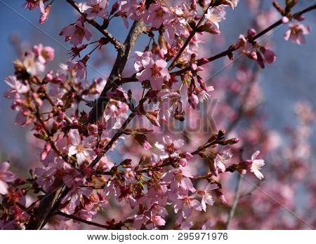 Pink Cherry Blossom In Full Bloom. Cherry Flowers In Small Clusters On A Cherry Tree Branch. Sakura 