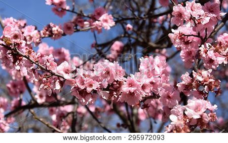 Pink Cherry Blossom In Full Bloom. Cherry Flowers In Small Clusters On A Cherry Tree Branch. Sakura 