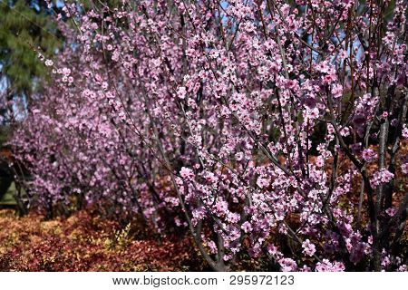 Pink Cherry Blossom In Full Bloom. Cherry Flowers In Small Clusters On A Cherry Tree Branch. Sakura 