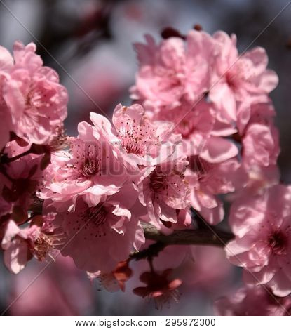 Pink Cherry Blossom In Full Bloom. Cherry Flowers In Small Clusters On A Cherry Tree Branch. Sakura 