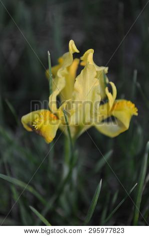 Beautiful Yellow Iris Flower Closeup With Curved Petals And Orange Color Stamens. Spring Blooming Ir