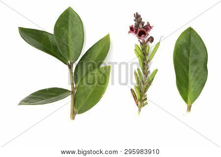 Zamioculcas. Dollar Tree. Secculent. Green Leaf. Indoor Flower. Madagascar Is A Plant. Zamiokulkas I