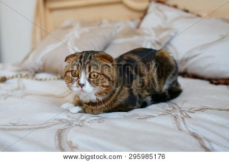 Striped Scottish Fold Brown Cat With A White Face Lying On The Bed