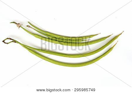 Green Agasta Seed . Other Name : Sesbania Grandiflora , Aeschynomene , Agati Or Hummingbird Tree . C