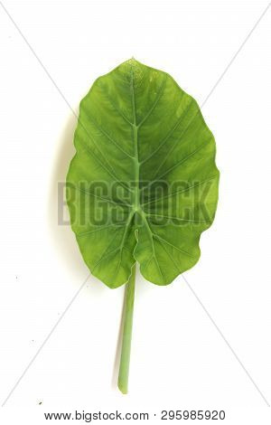 Colocasia Gigantea Leaf, Also Called Giant Elephant Ear Or Indian Taro, Heart Shape Leaf Isolated On
