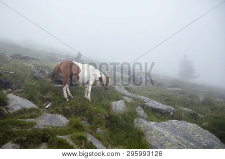 Horse Grazing On The Stony Slope Of La Rhune Mountain In The Fog