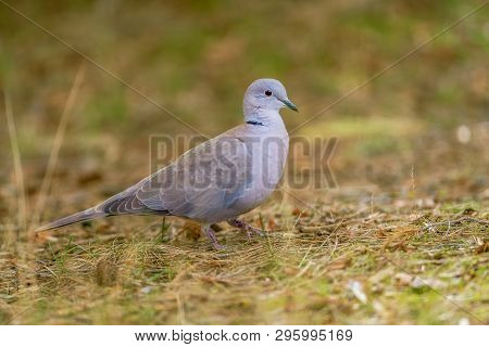 Close Up Ringdove Looking For Food At Sunrise.