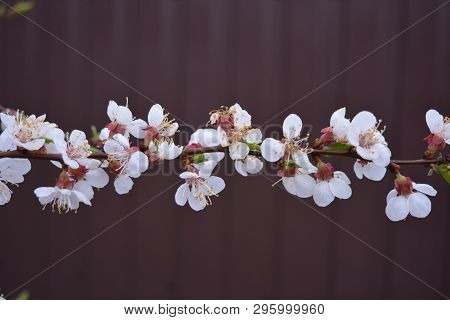 Spring Young Tree With Beautiful Inflorescences, Apricot Flowering Period. Beautiful Whiter Apricot 