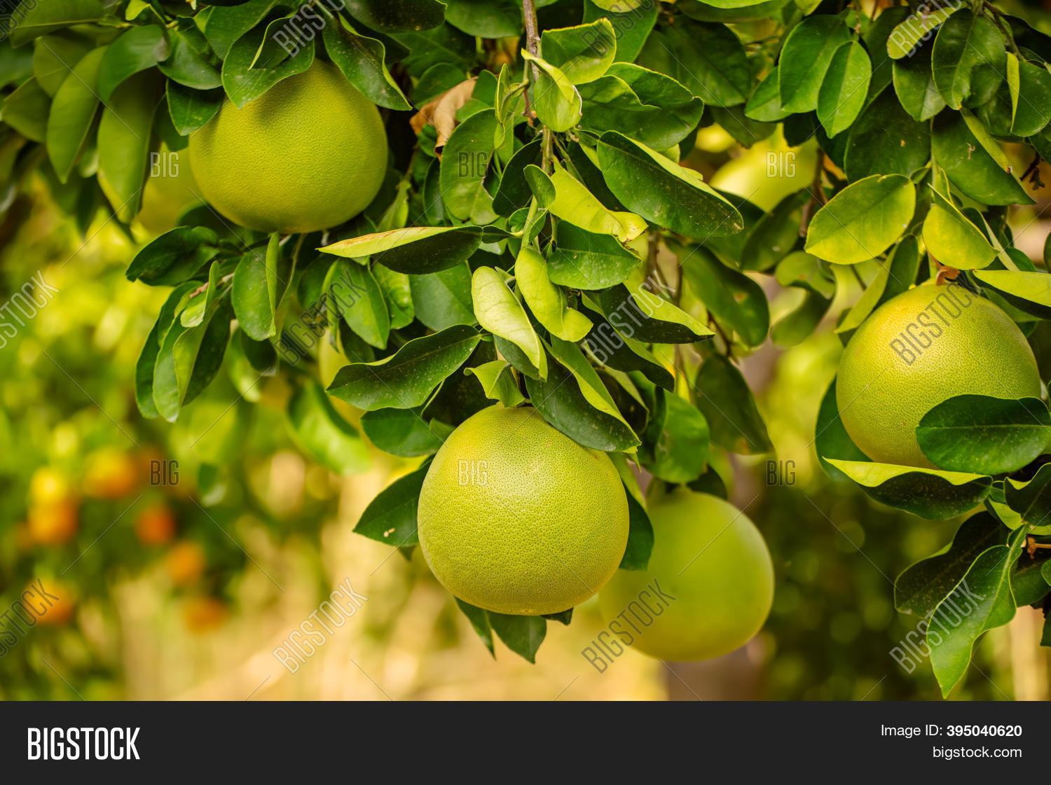 Ripe Pomelo Fruits Image & Photo (Free Trial) Bigstock