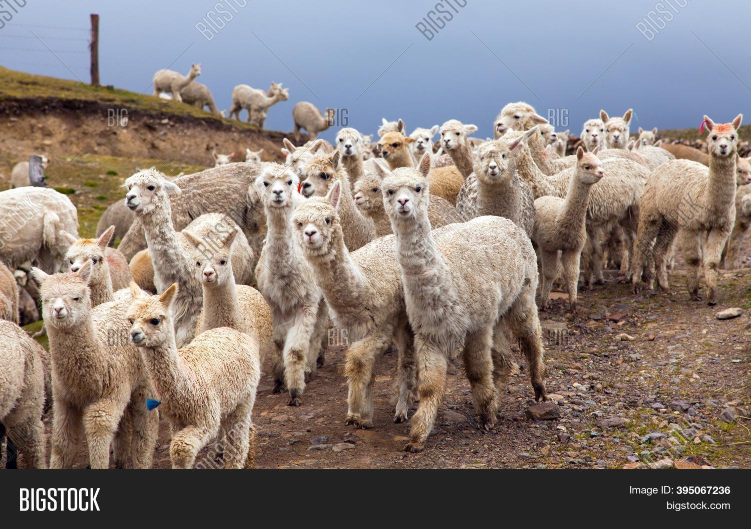 Llama Lama, Group Image & Photo (Free Trial) Bigstock