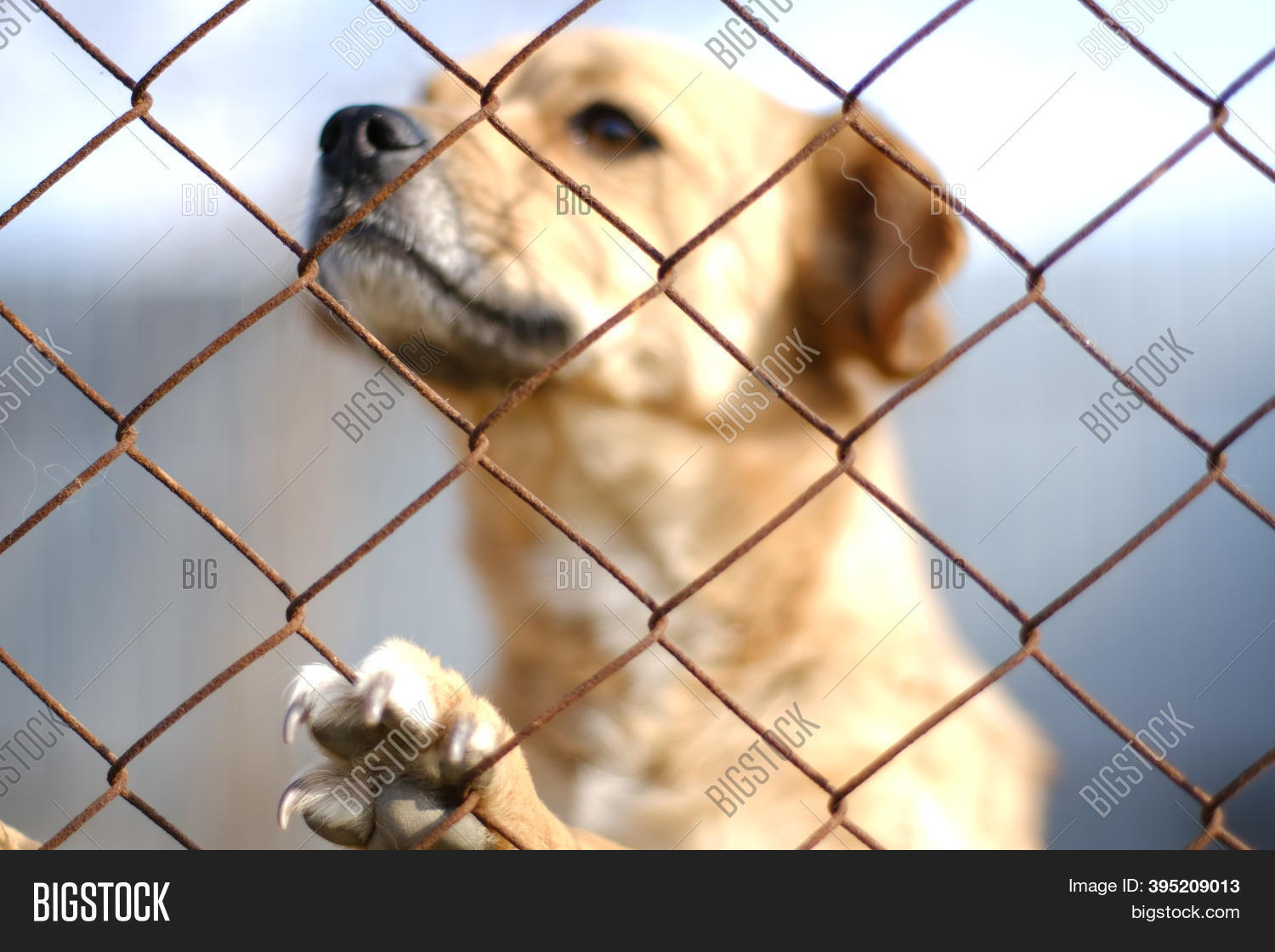 Portrait Dog Behind Image & Photo (Free Trial) Bigstock