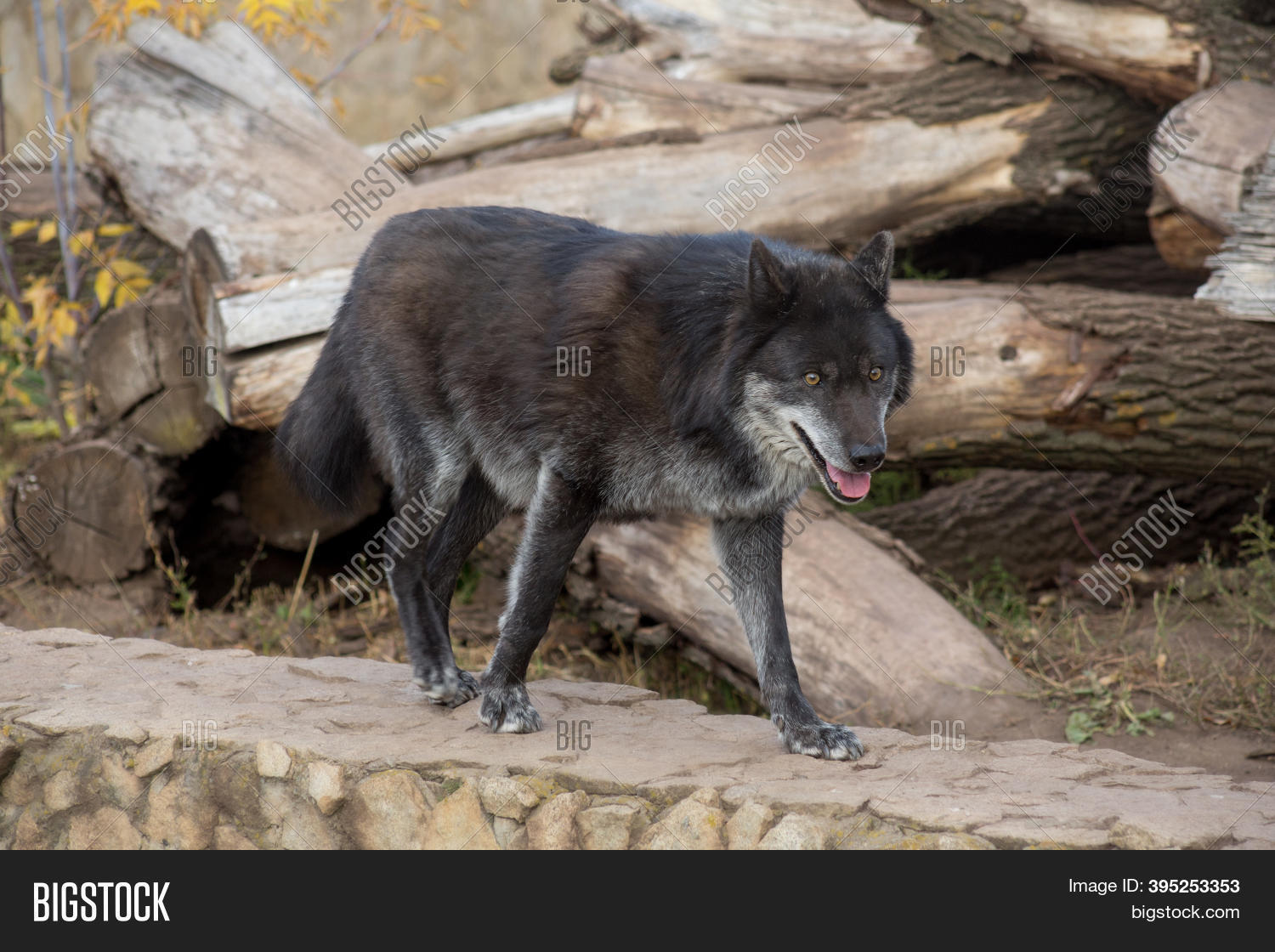 Black Canadian Wolf Image & Photo (Free Trial) Bigstock