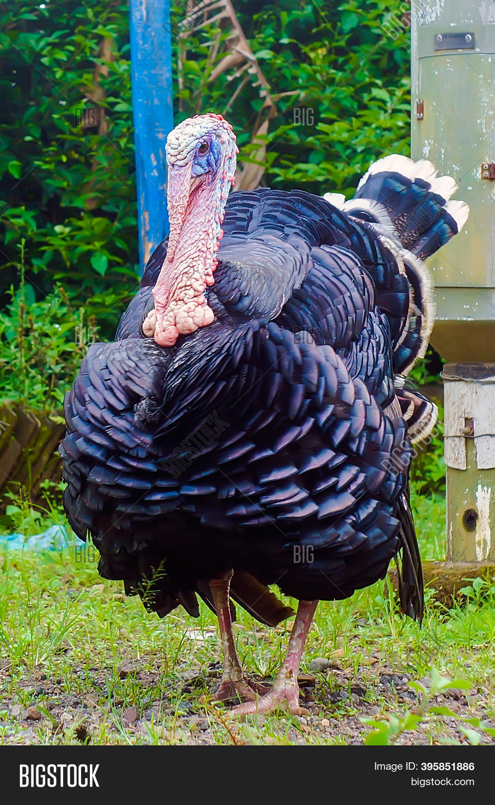 Turkey Name Two Large Image & Photo (Free Trial) Bigstock