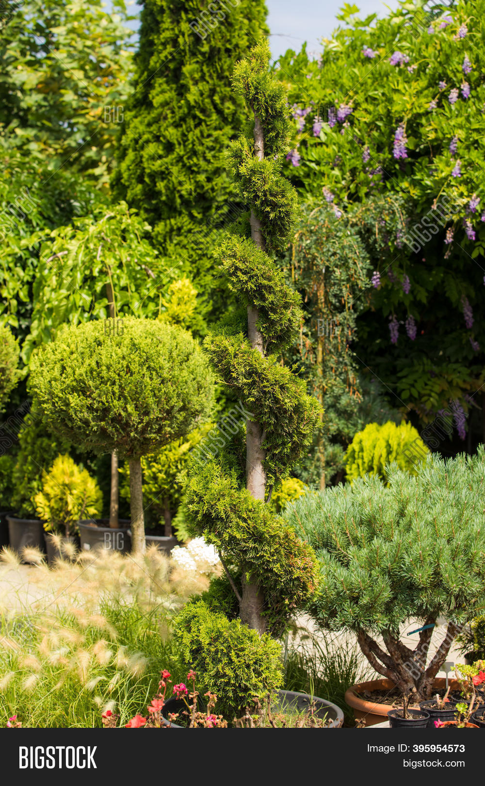 Exotic Plants Trees Image & Photo (Free Trial) Bigstock