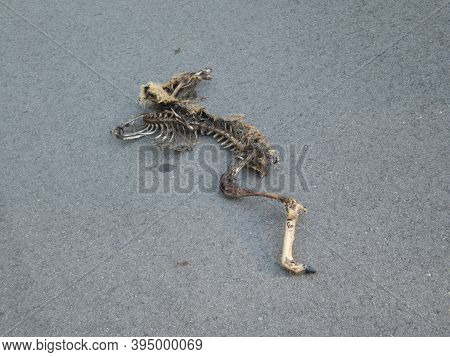 An Old Skeleton Of A Deeron The Road