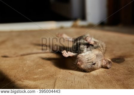 A Dead Mouse Lies On A Wooden Plywood Background And Casts A Shadow. Awful Year Of The Rat. An Anima