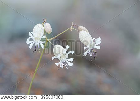Delicate White Flowers Silene Vulgaris On A Blue Blurred Background. Bladder Campion Or Maidenstears
