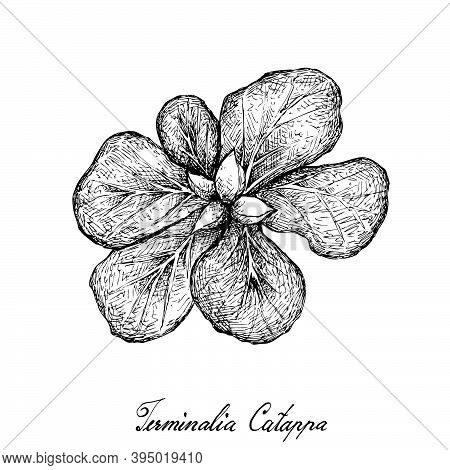 Illustration Hand Drawn Sketch Of Terminalia Catappa, Malabar Almond Or Sea Almond Fruits.