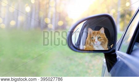 Funny Animal. Ginger Cat Looking In The Mirror Of Car. Traveling With Animal Concept. Bunner With Co