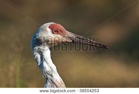 Sandhill Crane portre