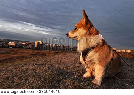 One Pembroke Welsh Corgi In The Setting Sun On A Hilltop Looks At The City